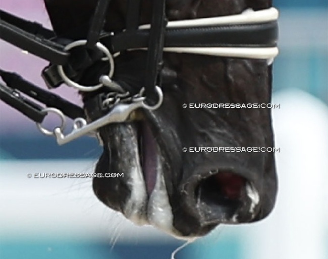 Blue tongue, pink tongue? Making the curb optional? Does the checking of noseband tightness need to be better regulated? These are some of the discussions that need to be held soon. The FEI takes the initiative behind closed doors (1 October), the IDTC/IDRC/IDOC will hold a joint meeting in Ermelo in November open to all :: Photo © Astrid Appels
