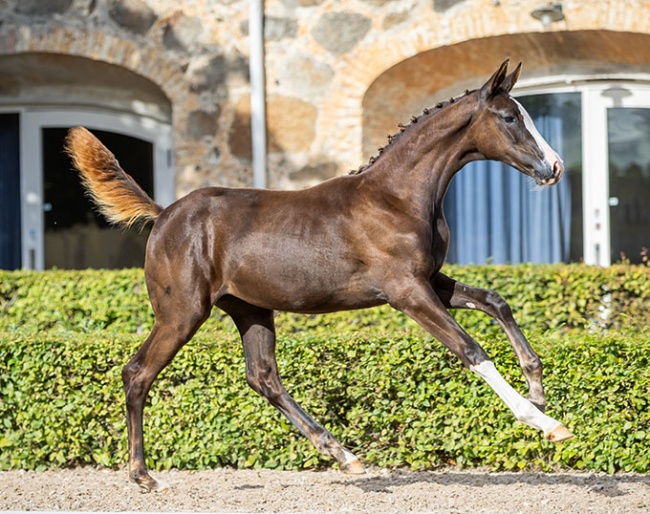 Bellissima II VH