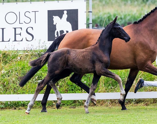 U Do You I Do Me PP (by Glamourdale x Vitalis)