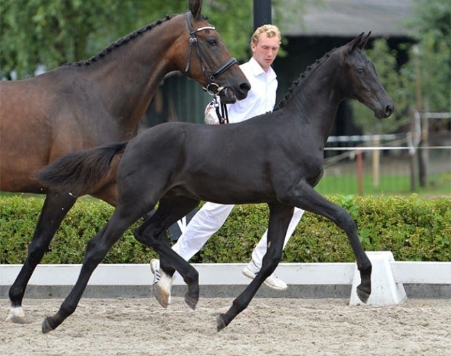 Kensington (by Bordeaux x Rohdiamant) as a foal :: Photo © Veulenveiling Midden-Nederland
