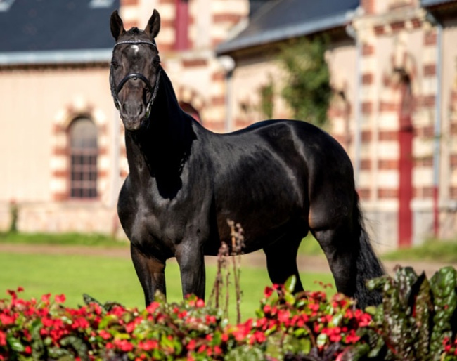 Contendro at Haras de Saint-Lô in France :: Photo © Haras de Saint-Lô