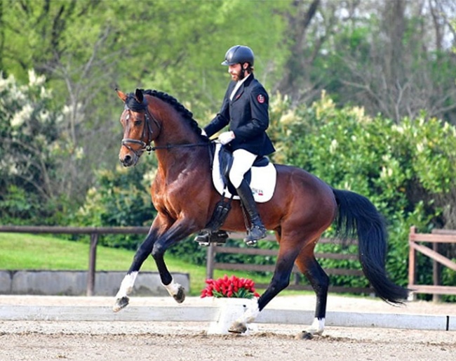 Oldenburg stallion Elantic at the 2024 CDN Manerbio in Italy :: Photo © Il Cavallino