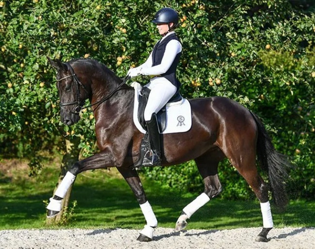 Die Ballerina, a 4-year old Oldenburg mare by Delatio x Dimaggio x Pik Pavarotti)