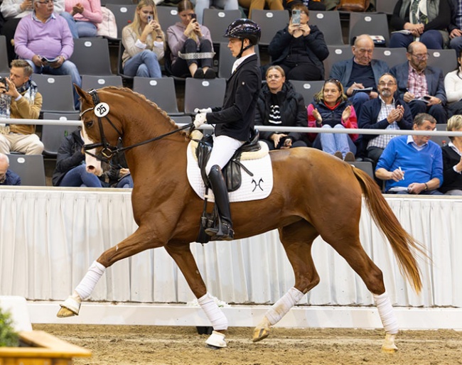 Sunshine (by Secret x Royal Blend) :: Photo © Hannoveraner Verband