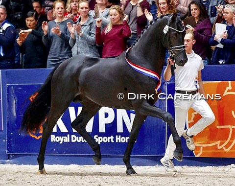 Le Formidable was the last champion named at the 2019 KWPN Stallion Licensing :: Photo © Dirk Caremans