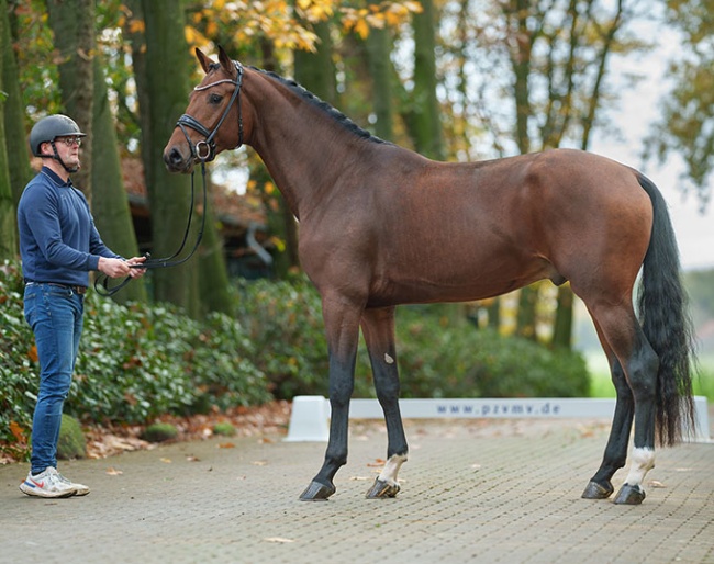 Colt by Zoom x Furst Nymphenburg
