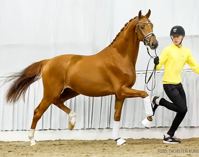Daan G (by Donkey Boss x Don Olymbrio L), bred and owned by the Danish Stutteri G :: Photo © Thorsten Kunst