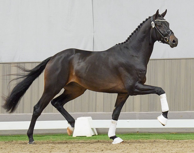 Colt by Zuperman x Royal Classic :: Photos © Reckimedia