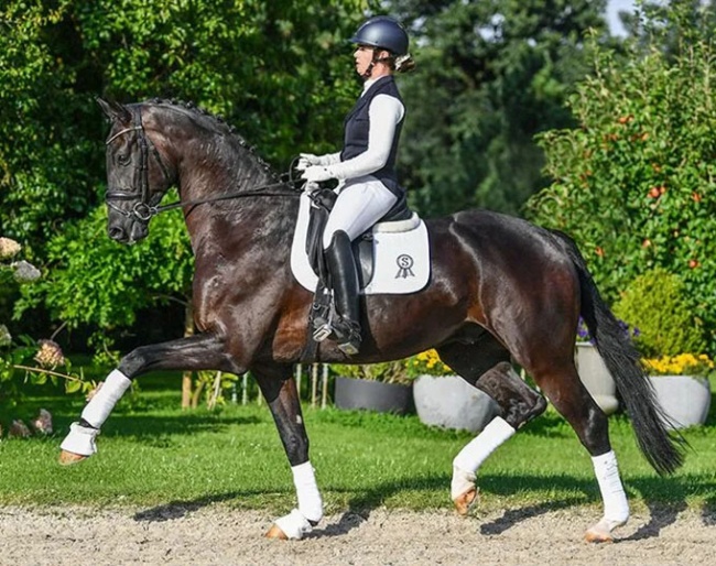 Livarello (by Livaldon x Florencio x Santander H)