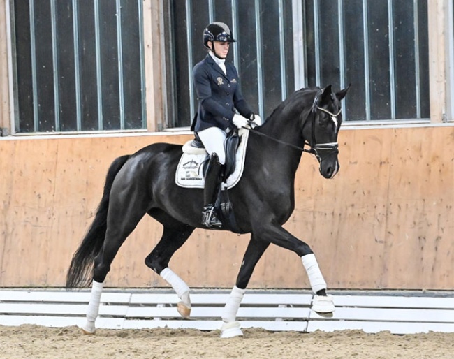 Sezantine PS (by Sezuan x Sir Donnerhall x Don Davidoff)