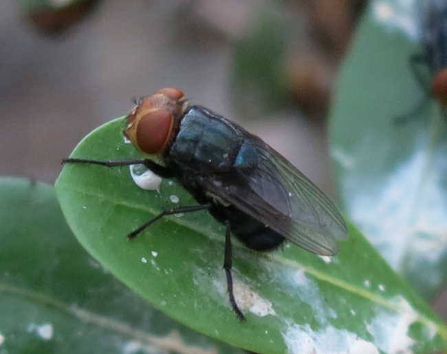 An adult screwworm fly :: Photo © USDA