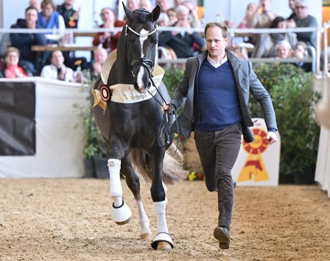 Matthias Rath running his licensing champion Bonds in Gold at the 2025 DSP Stallion Licensing :: Photo © Bjorn Schroeder