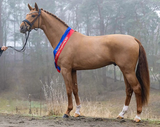 La Paix (by La Vie x Sir Donnerhall x Rubinstein) :: Photo © Equitaris