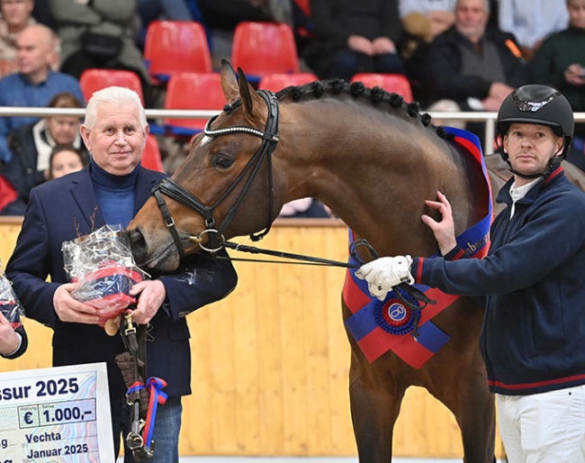 Bon Bolero at the 2025 Oldenburg Stallion Licensing :: Photo © Beelitz