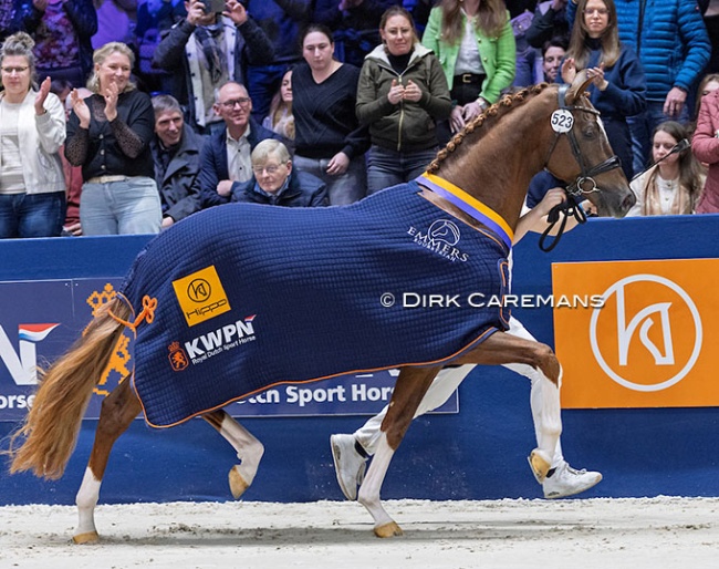 So Unique STH is the champion of the 2025 KWPN Stallion Licensing :: Photos © Dirk Caremans