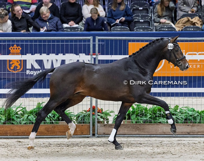 Sunshine (by Total McLaren x Apache x Tango) at the 2025 KWPN Stallion Licensing :: Photo © Dirk Caremans