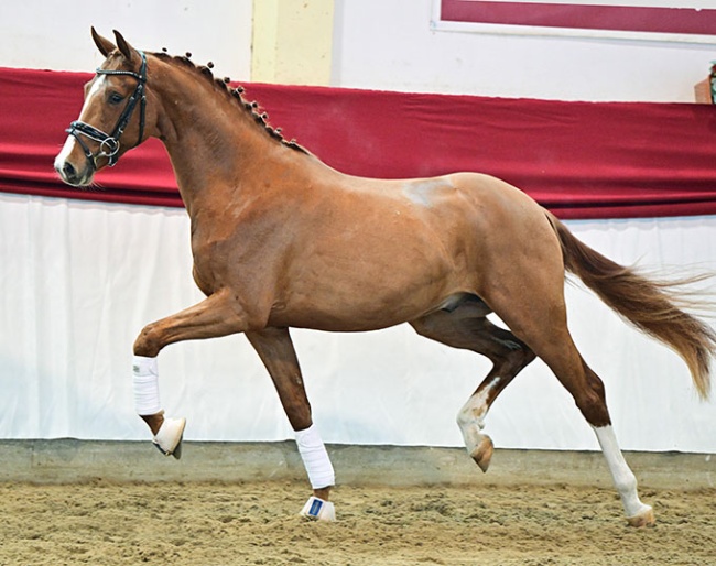 The Quaterback x Damsey at the pre-selection for the 2025 Brandenburg Stallion Licensing :: Photo © Bjorn Schroeder
