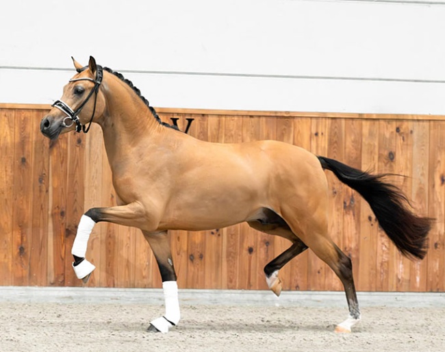 Top Gun (by Top Champion x Top Zento x Dressman I)