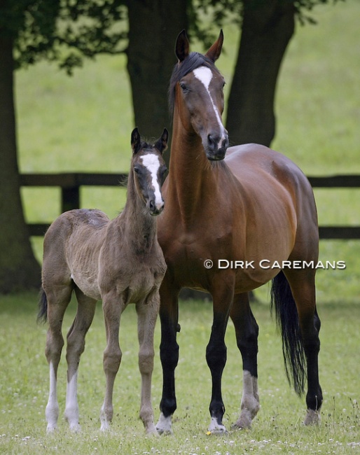 Mare and Foal :: Photo © Dirk Caremans