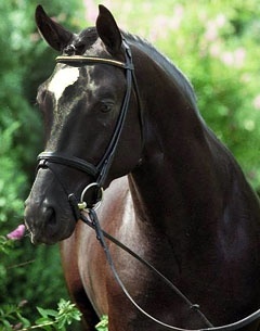 Buddenbrock, Trakehner Stallion of the Year 2010
