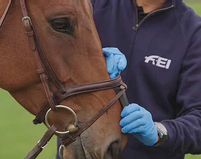 The steward needs to be able to pull through the device underneath the noseband on the nasal bone