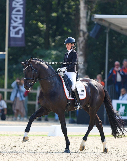 Nashville SW at the 2024 World Young Horse Championships :: Photo © Astrid Apels