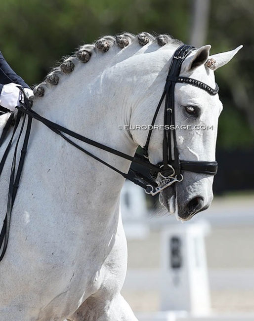 Dressage horse :: Photo © Astrid Apels