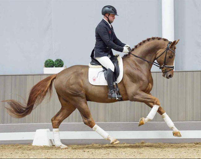 Viva La Vida (by Viva Gold x Rosengold) in the 2024 Westfalian Spring Auction :: Photos © Guido Recki