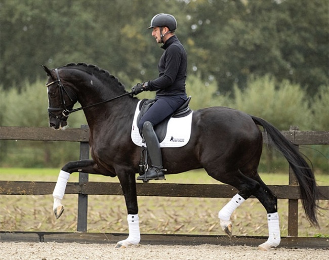 Van Den Heuvel Dressage