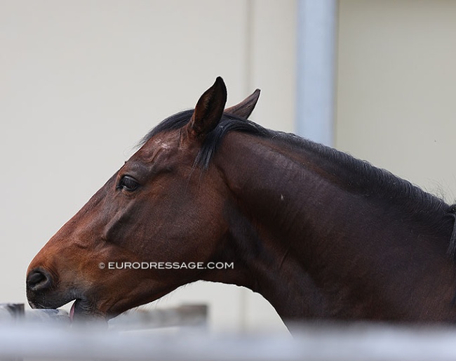 Horse crib-biting :: Photo © Astrid Appels