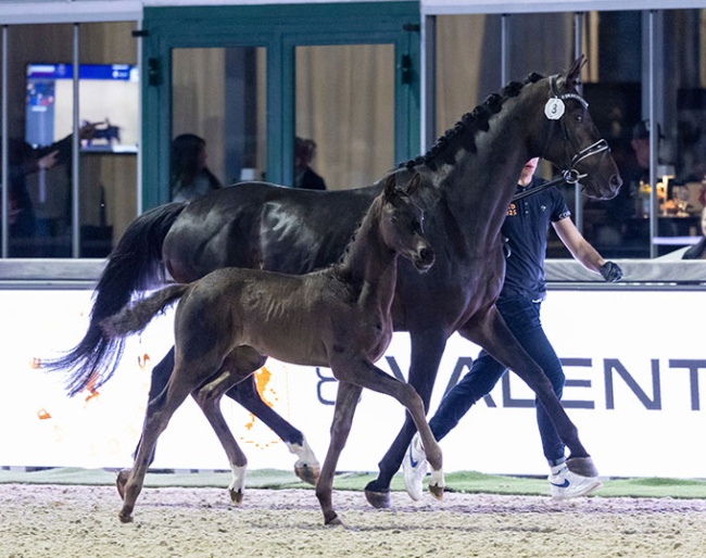 Valentino AVE at the joint foal auction during 2025 Horses and Dreams CDI Hagen