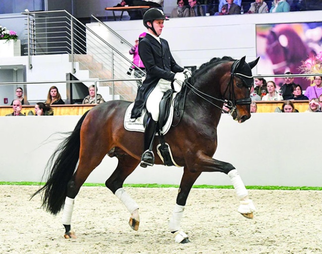 Dries van Dijck and Debutant PS at the stallion show in Vechta :: Photo courtesy PS