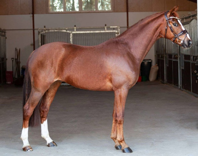 Solar (by Sir Heinrich x De Niro x Hohenstein)