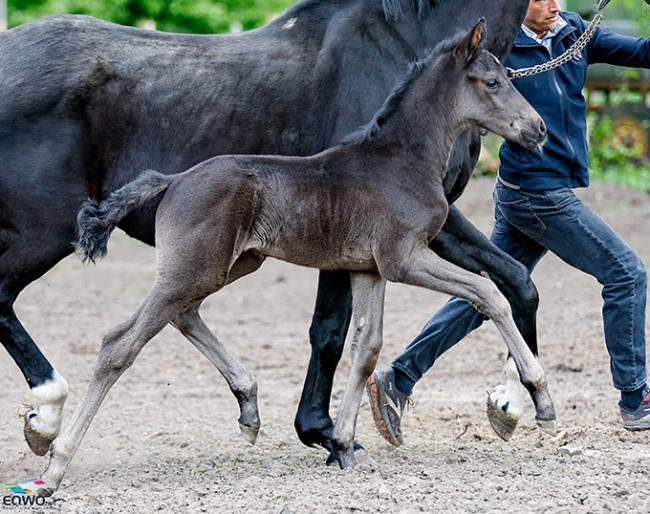 SoHo (by Seattle x Rotspon x Lauries Crusador xx)