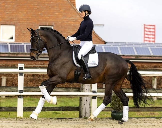 Friederike Kampmeyer and Taurus in 2022 :: Photo © Equigeniek