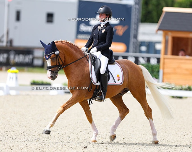 Herzkönig NRW at the 2024 European Pony Championships :: Photo © Astrid Appels