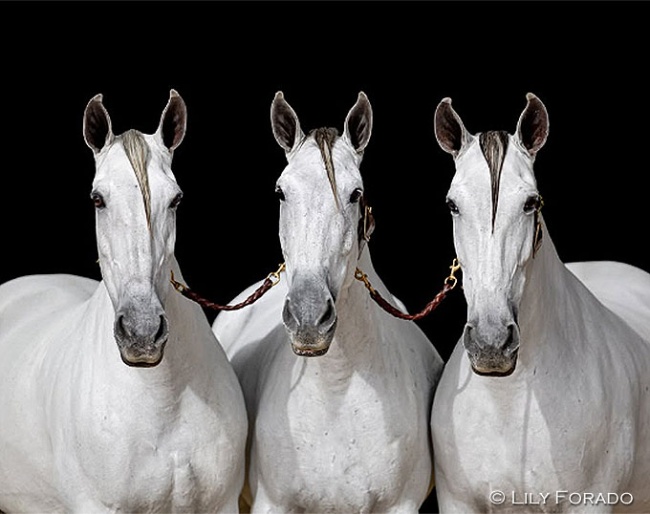 A PRE mare band, called Cobra :: Photo © Lily Forado