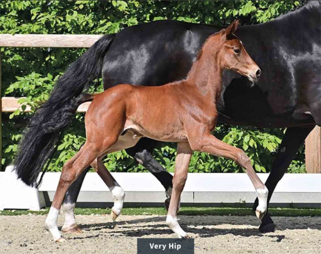 Very Hip (by Verbier x Florenz)