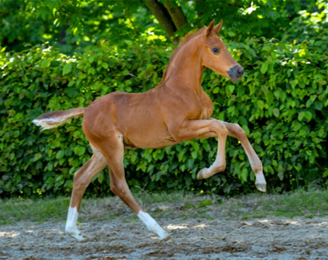 Seacraft (by Seacrest x Falihandro x Rubin Royal)
