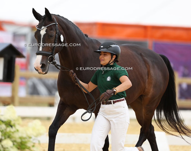 Portugal's Maria Da Graça Abecasis trotting up Delgado at the 2025 European Young Riders / Under 25 Championships :: Photos © Astrid Appels