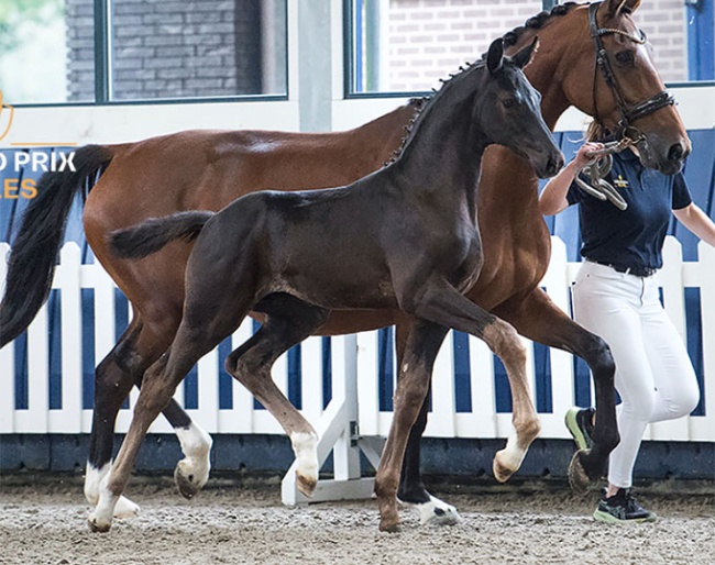 Vainqueur (by Dream Boy x De Niro)