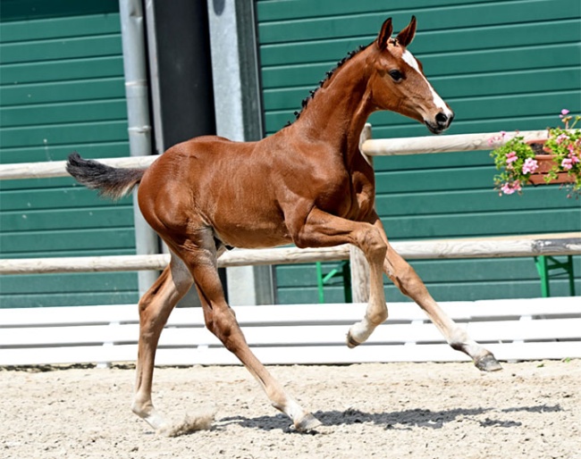 Vileo (by Viva Romance PS x Dantes Junior)