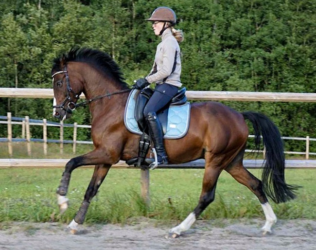 Beukenhof's Giovanni