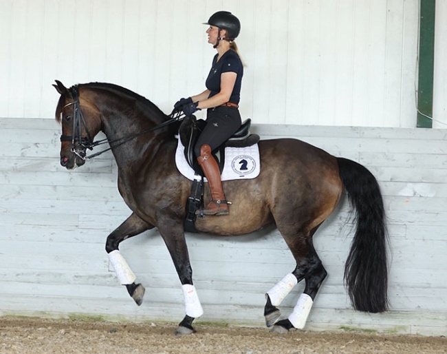 Näsviks Hazel Grace (by Bretton Woods x Sandro Hit)