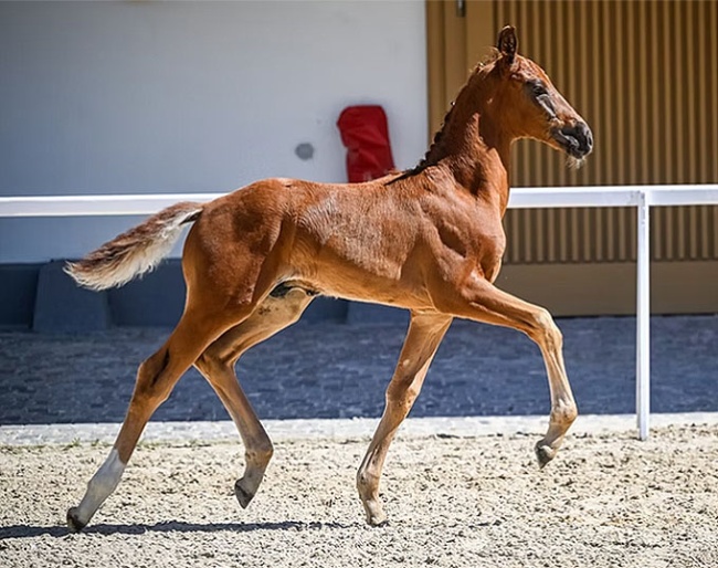 Fusaichi Totilas (by Fürst Toto x Livaldon x Wolkentanz II)