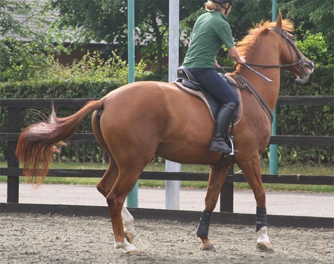 Figure 1 Horse reluctant to go forwards; tail swishing, head tilt, mouth open with separation of the teeth and head above vertical. Compare with Figure 4.