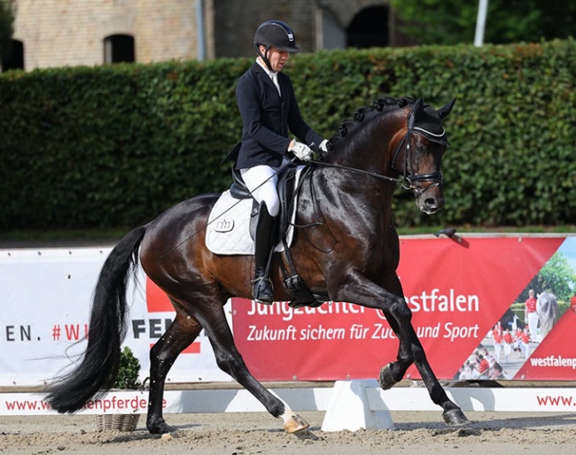 Belgian Dries van Dijck on the 4-year old stallion Du Weißt Schon Wer :: Photo © LL-foto