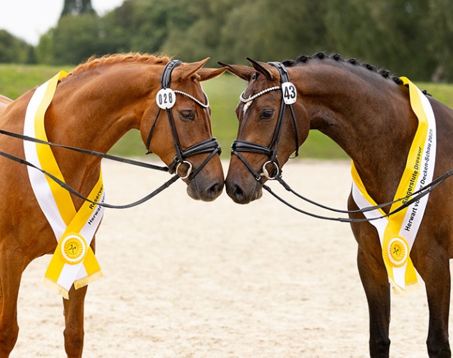 Champion Mare Joyride (right) and reserve Champion Mare Embella Rose (left) :: Photo © Hannoveraner Verband)