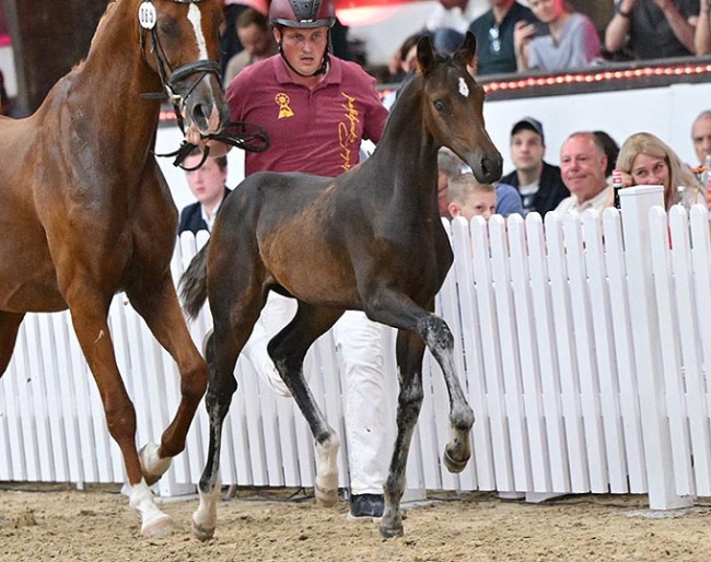True Fino (by True Hope x Quadrofino) :: Photo © Bjorn Schroeder