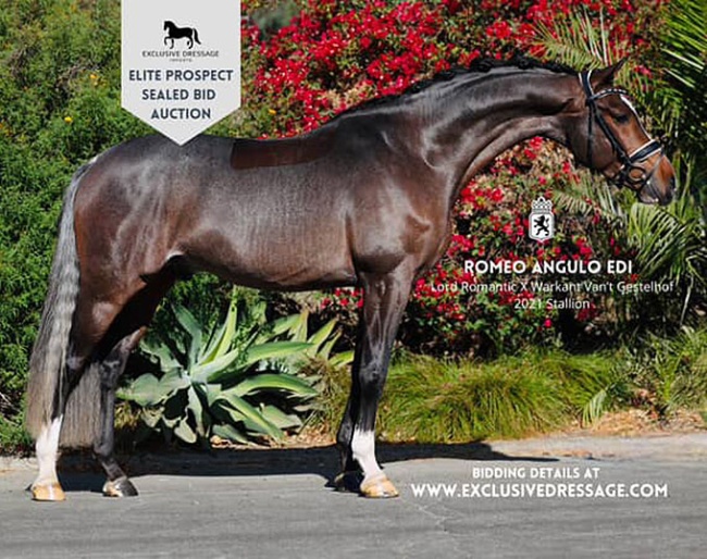 Romeo EDI (by Lord Romantic x Warkant)
